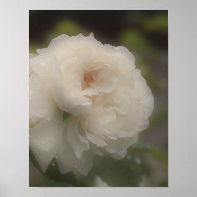 Póster Flor rosa blanca de ensueño (Frente)