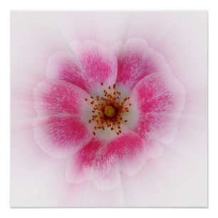 Póster flor rosa brillante