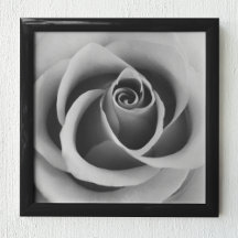 Flor Rosa cierra fotografías en blanco y negro