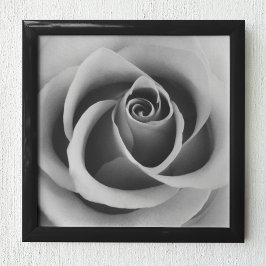 Póster Flor Rosa cierra fotografías en blanco y negro