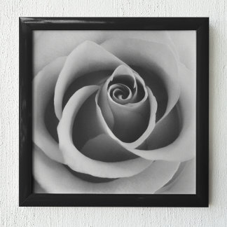 Póster Flor Rosa cierra fotografías en blanco y negro