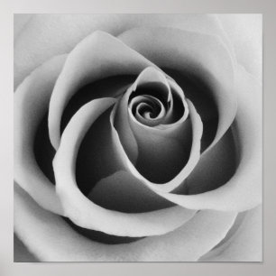 Póster Flor Rosa cierra fotografías en blanco y negro