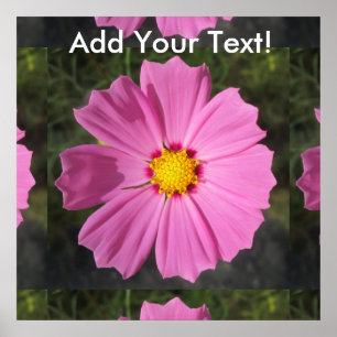 Póster Flor rosa Cosmos