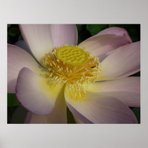 Póster Flor rosa de Lotus I flor de verano