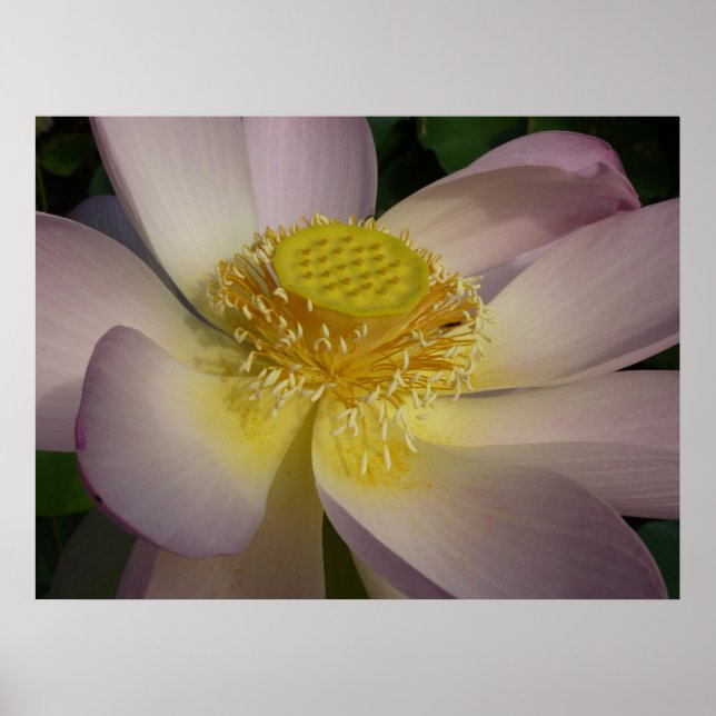 Póster Flor rosa de Lotus I flor de verano (Frente)