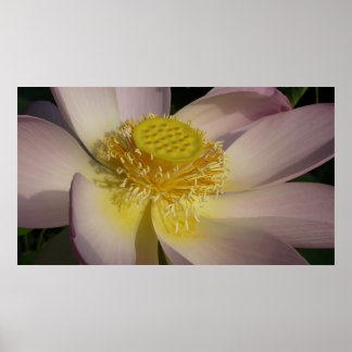 Póster Flor rosa de Lotus I flor de verano