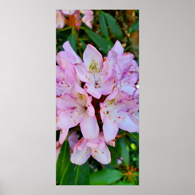 Póster Flor rosa de rododendros (Frente)