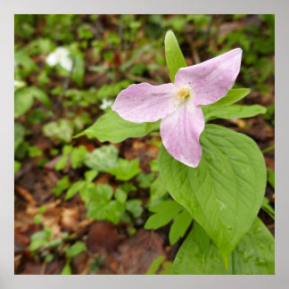 Póster Flor rosa de trillión