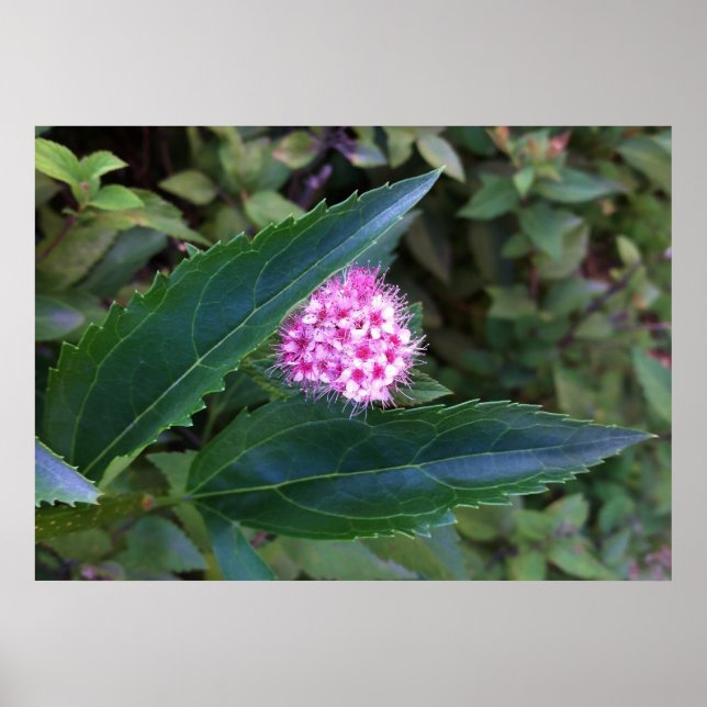 Póster Flor rosa de verano (Frente)