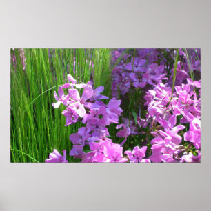 Póster Flor rosa de verano y hierba
