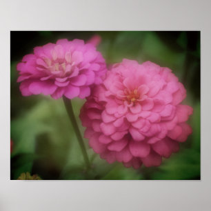 Póster Flor Rosa De Zinnia En Bloom