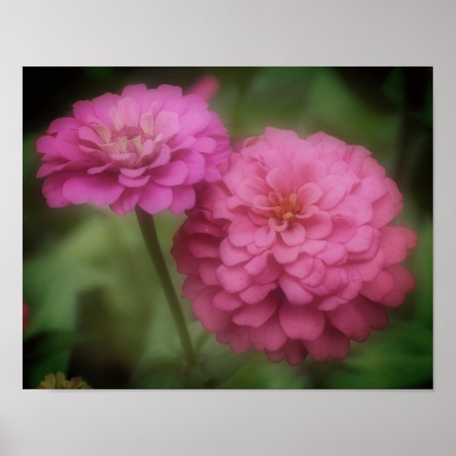 Póster Flor Rosa De Zinnia En Bloom (Frente)