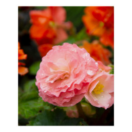 Póster Flor rosa delgada después de la lluvia