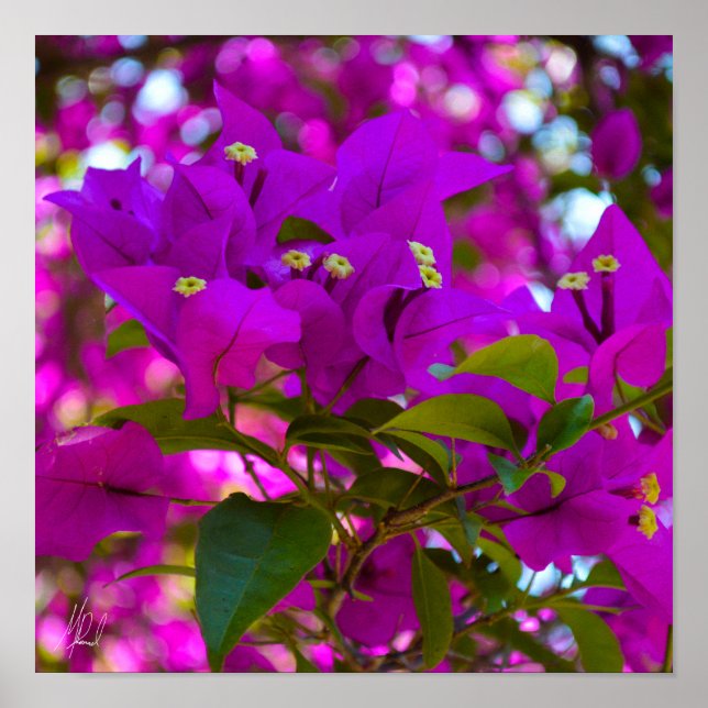 Póster Flor rosa firmada - #1 (Frente)