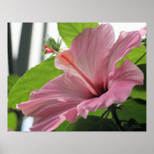 Póster Flor rosa hibiscus cercana