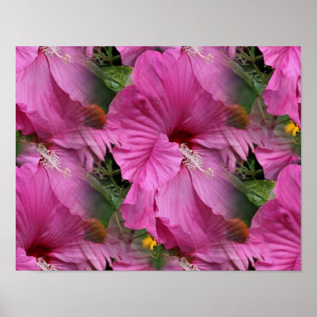 Póster Flor rosa hibiscus multiplexora (Frente)