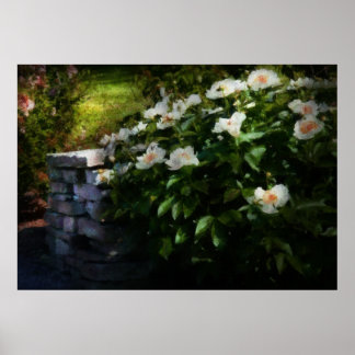Póster Flor - Rosa - Junto a una pared