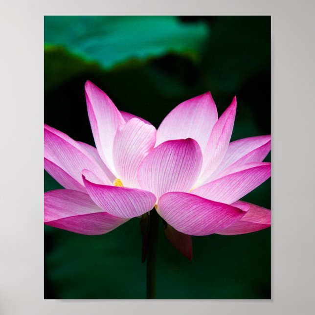 Póster Flor rosa Lotus (Frente)
