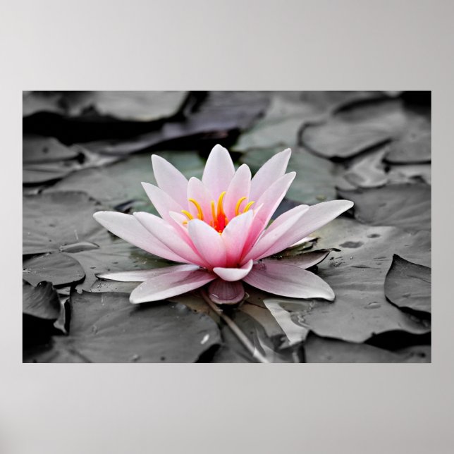Póster Flor rosa Lotus (Frente)