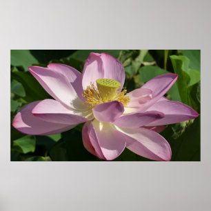 Póster Flor rosa Lotus II Flor de verano