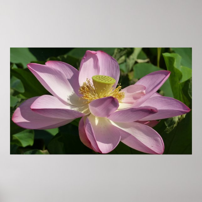 Póster Flor rosa Lotus II Flor de verano (Frente)
