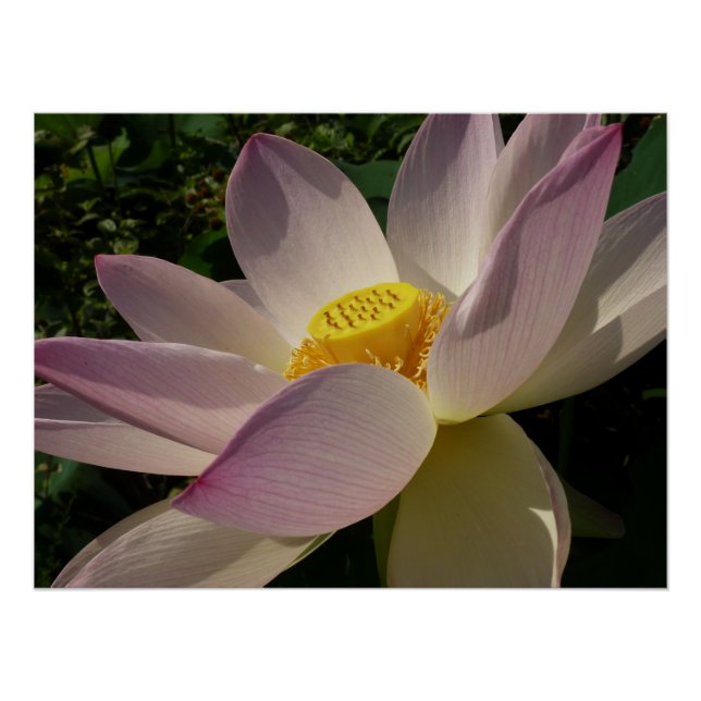 Póster Flor rosa Lotus III flor de verano (Anverso)