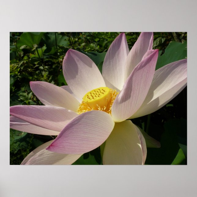 Póster Flor rosa Lotus III flor de verano (Frente)