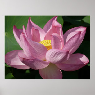 Póster Flor rosa Lotus IV