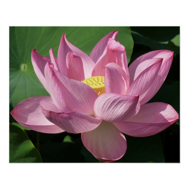 Póster Flor rosa Lotus IV (Anverso)