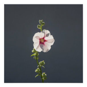 Póster Flor rosa Mallow hojas verdes sobre gris oscuro