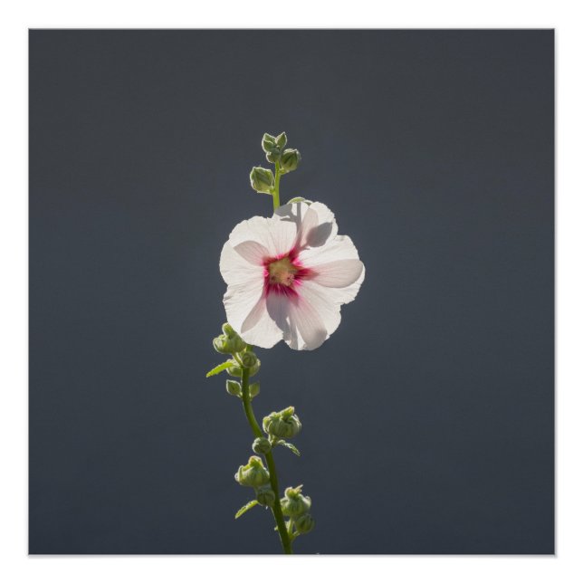 Póster Flor rosa Mallow hojas verdes sobre gris oscuro (Anverso)