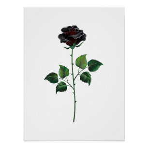 Póster Flor rosa negra