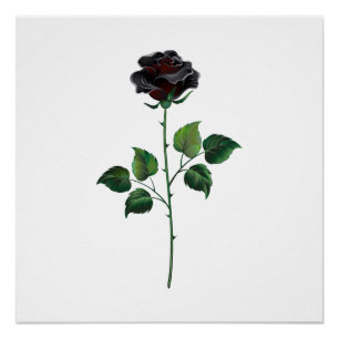 Póster Flor rosa negra