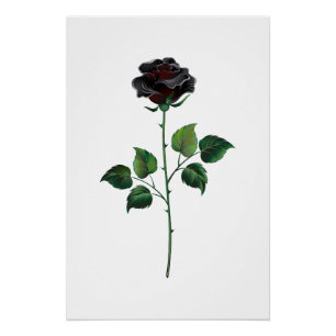 Póster Flor rosa negra