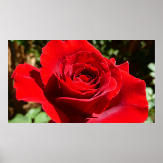 Póster Flor rosa roja brillante hermosa flor