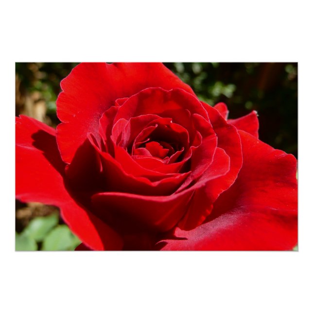 Póster Flor rosa roja brillante hermosa flor (Anverso)
