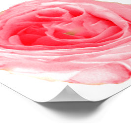 Póster Flor rosa rosa