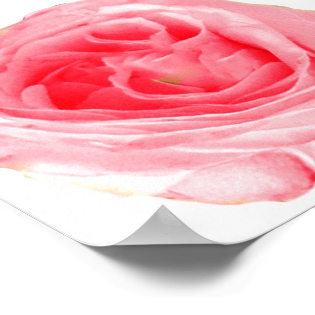 Póster Flor rosa rosa (Esquina)