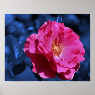 Póster Flor rosa rosa abstracta de tinta azul