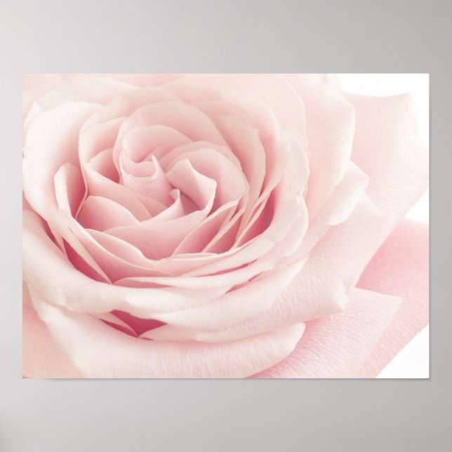 Póster Flor Rosa rosa claro - Flor floral Rosa (Frente)