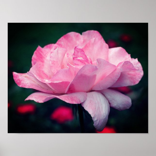 Póster Flor rosa rosa fuerte (Frente)
