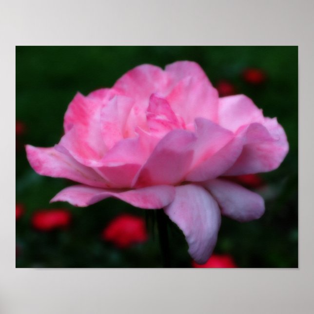 Póster Flor rosa rosa fuerte Orton Art (Frente)