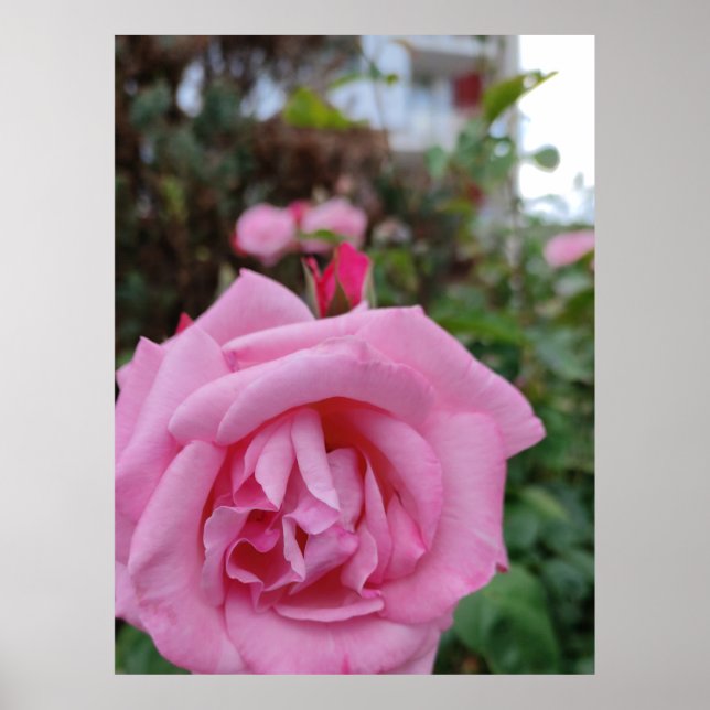 Póster Flor rosa rosada (Frente)