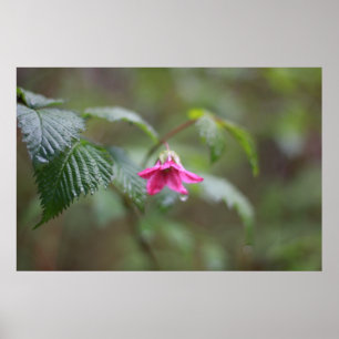 Póster flor rosa salvaje primavera en la lluvia