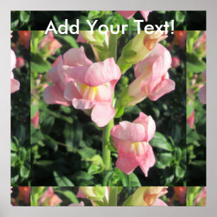 Póster Flor rosa Snapdragon
