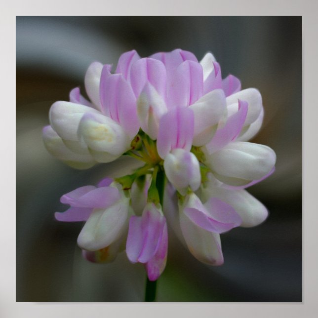 Póster Flor rosa y blanca cerca (Frente)