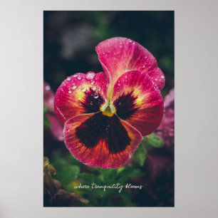 Póster Flor rosa y de color rojo pardo cubierta de gotas 