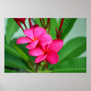 Póster Flor rosada del Hawaiian del Frangipani del