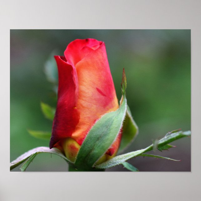Póster Flor Rosebud Roja Con Puntos Destacados Amarillos (Frente)