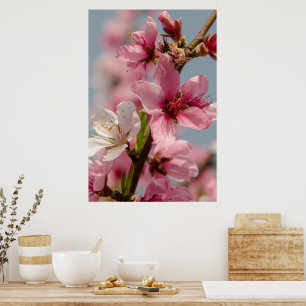 Póster Flor sakura, flor japonesa rosa